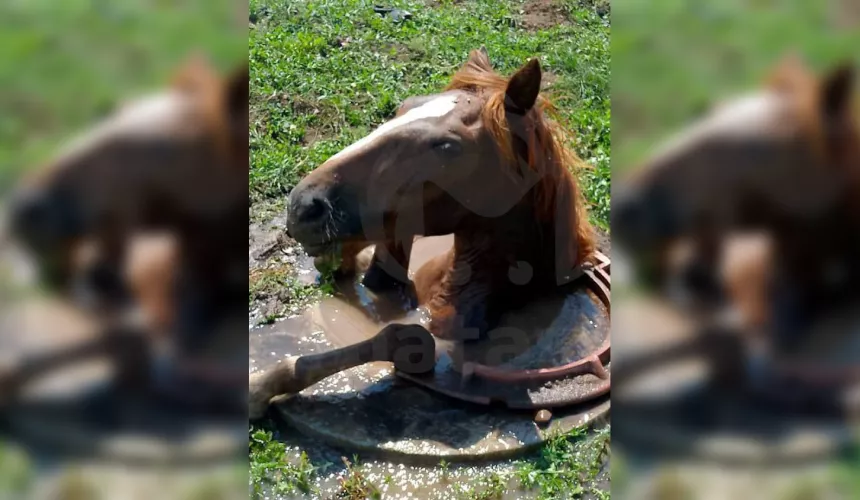 В жаркий день лошадь погрузилась в прохладные воды ближайшего колодца