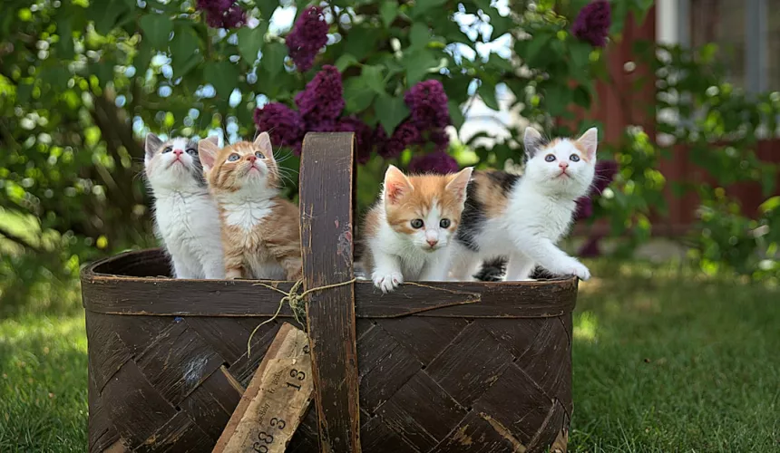 Многие из нас любят кошек, но знали ли Вы, что существует расстройство - „Айлурофилия“?